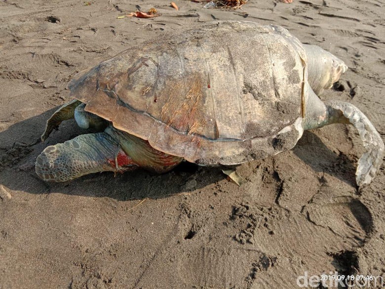 Seekor Penyu Mati Penuh Luka Terdampar di Pantai Pangandaran Seekor Penyu Mati Penuh Luka Terdampar di Pantai Pangandaran