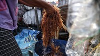 Rumput laut yang berhasil dikumpulkan oleh para nelayan itu dijual dengan harga Rp. 500; untuk rumput laut basah dan Rp. 5.000; per kilogram untuk rumput laut kering.