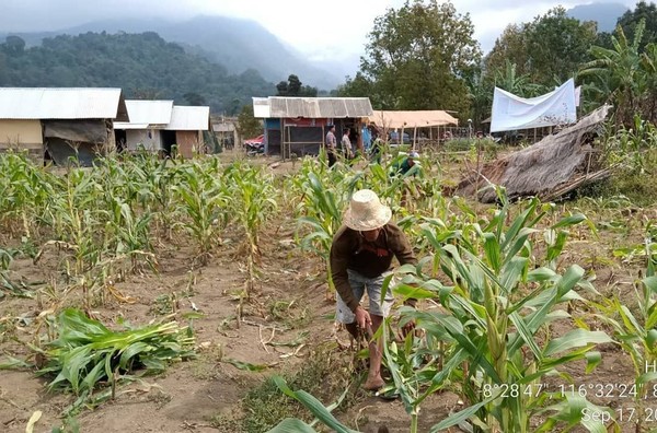 BTNGR mengizinkan masyarakat membongkar gubuknya sendiri, membawa materialnya keluar dari Hutan Pesugulan serta melakukan panen dini (BTNGR/Instagram) BTNGR mengizinkan masyarakat membongkar gubuknya sendiri, membawa materialnya keluar dari Hutan Pesugulan serta melakukan panen dini (BTNGR/Instagram)