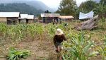 Potret Botaknya Hutan di Gunung Rinjani Bagian Timur