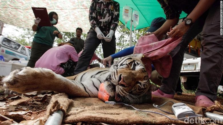 Dokter hewan Thailand membius harimau di Kuil Harimau Wat Pha Luang Ta Bua pada 1 Juni 2016 di Provinsi Kanchanaburi, Thailand (CNN) Dokter hewan Thailand membius harimau di Kuil Harimau Wat Pha Luang Ta Bua pada 1 Juni 2016 di Provinsi Kanchanaburi, Thailand (CNN)