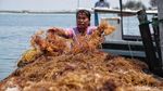 Melihat Aktivitas Nelayan Rumput Laut di Pulau Panggang