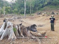 Pepohanan besar dan kecil ditebang menyisakan akar (BTNGR/Instagram)