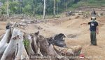 Potret Botaknya Hutan di Gunung Rinjani Bagian Timur