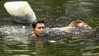 Dalam sehari, mereka dapat membawa pulang 10-12 liter cacing sutra.