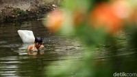 Air kali yang surut memudahkan mereka dalam mencari cacing.