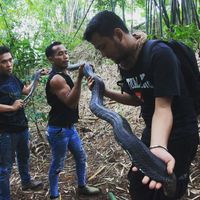 Mengenal Ular-ular 'Raksasa' di Indonesia