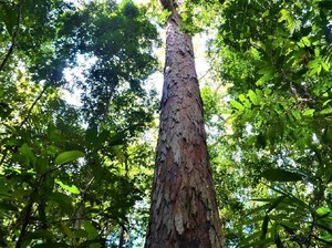 Peneliti Temukan Pohon Tertinggi di Amazon
