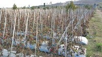 Pohon-pohon di Hutan Pesugulan Gunung Rinjani ditebang dan diganti gubuk semi permanen, ladang cabai, tomat, jagung dan lain-lain (BTNGR/Instagram)