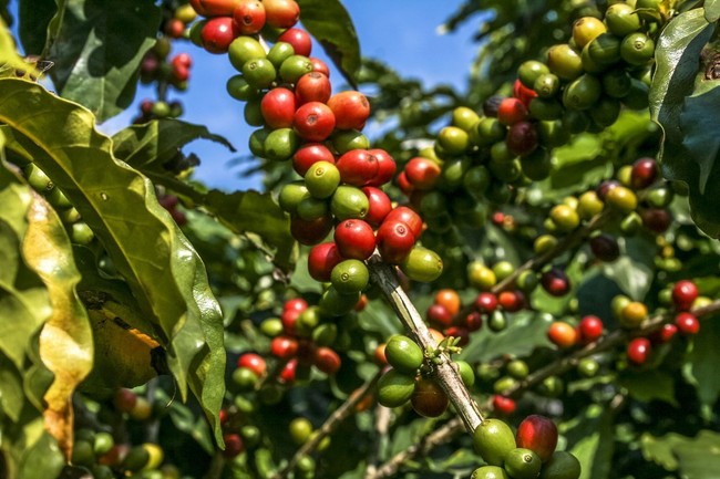 Fakta Kiva Han, Kedai Kopi Pertama di Dunia yang Ada Sejak 1554
