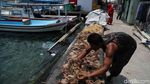 Melihat Aktivitas Nelayan Rumput Laut di Pulau Panggang