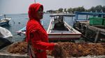 Melihat Aktivitas Nelayan Rumput Laut di Pulau Panggang