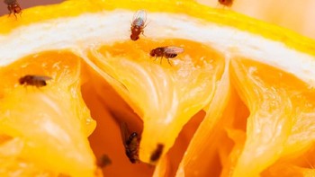 Hewan pertama yang berhasil terbang ke luar angkasa adalah lalat buah yang terbang menggunakan roket V-2 milik Amerika Serikat pada 20 Februari 1947. Roket itu berhasil mencapai ketinggan 109 km sebelum memisahkan kapsulnya. Lalat buah yang berada di dalam kapsul bisa kembali ke Bumi dengan selamat. Foto: Istimewa