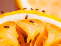 Cara Usir Lalat Buah dari Rumah, Ampuh!