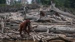 Miris! Karhutla Kalimantan Bikin Orangutan Tak Punya Rumah