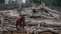 Kebakaran hutan ribuan hektar di Kalimantan Tengah tentunya membuat keberadaan orangutan (pongo pygmaeus) semakin terdesak. Kebakaran hutan dan lahan (karhutla) yang masih terjadi itu menjadi ancaman yang serius bagi keberlangsungan satwa dilindungi itu.
