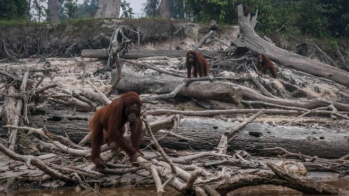 PALANGKARAYA, INDONESIA - SEPTEMBER 15: Borneo orangutans (Pongo pygmaeus) are seen in Salat island as haze from the forest fires blanket the area at Marang on September 15, 2019 in the outskirts of Palangkaraya, Central Kalimantan, Indonesia. Illegal blazes to clear land for agricultural plantations have raged across Indonesias Sumatra and Borneo islands as recent satellite data showed that the number of forest fires have jumped sharply, adding concerns on the smog across South-East Asia and the impact of increasing wildfires outbreaks worldwide due to global warming.  (Photo by Ulet Ifansasti/Getty Images)