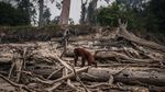 Miris! Karhutla Kalimantan Bikin Orangutan Tak Punya Rumah