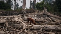 Asap tebal akibat karhutla ini juga bukan hanya membahayakan kondisi manusia, tapi juga 355 orang utan yang kami rawat di pusat rehabilitasi itu dan juga di pulau pra pelepasliaran disekitarnya.