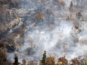 KLHK Segera Eksekusi Perusahaan Pembakar Hutan Kalteng Denda Rp 342 Miliar