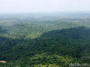 Jaminan Pemerintah soal Nasib Warga dan Hutan Kaltim Bila Ibu Kota Pindah