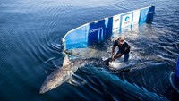 Perburuan sirip hiu yang tidak memiliki peraturan, membuat populasi ikan hiu semakin menurun. Tingginya harga jual di pasaran, membuat banyak orang semakin tertarik untuk mengambil sirip ikan hiu ini. Foto: Istimewa