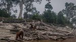 Miris! Karhutla Kalimantan Bikin Orangutan Tak Punya Rumah
