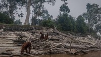 Maka tak usah heran jika belakangan banyak ditemukan orangutan masuk ke permukiman warga demi menyelamatkan diri dan mencari makanan untuk bertahan hidup.