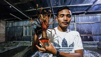 Pulau Simeulue yang berada di wilayah Aceh terkenal sebagai penghasil komoditi lobster.