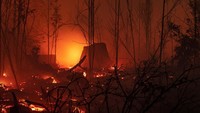 Musim kemarau yang terjadi membuat kebakaran hutan sangat cepat meluas. Ulet Ifansasti/Getty Images.