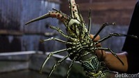 Besarnya keuntungan yang dapat diraup tersebut membuat tak sedikit warga di Pulau Simeulue, Aceh, mencoba peruntungan lewat usaha bisnis lobster tersebut.