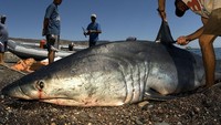 Perburuan sirip hiu atau shark finning, masuk ke dalam makanan paling kontroversial di dunia. Mirip seperti pembuatan foie gras, sirip hiu ini dianggap menyiksa ikan hiu dengan cara yang kejam. Foto: Istimewa