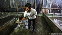 Di salah satu bagian rumahnya, Ibu Ayu membuat sejumlah kotak yang ia gunakan untuk beternak lobster.