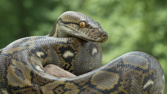 Jika Temui Ular seperti di Hutan Kalimantan, Harus Gimana?