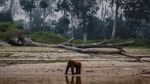 Miris! Karhutla Kalimantan Bikin Orangutan Tak Punya Rumah