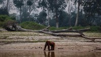 Kasihan yah, Orangutan ini harus kehilangan rumah dan tempat tinggalnya karena keserakahan manusia demi membuka lahan secara ilegal.