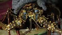 Bisnis lobster menjadi menggiurkan karena satu kilogram lobster dapat dihargai hingga ratusan ribu rupiah lho.