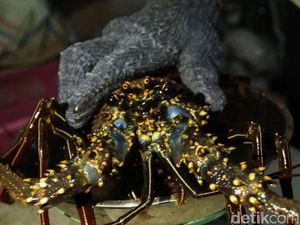 Larang Ekspor Benih Lobster, Dulu Susi Sudah Punya Alternatifnya
