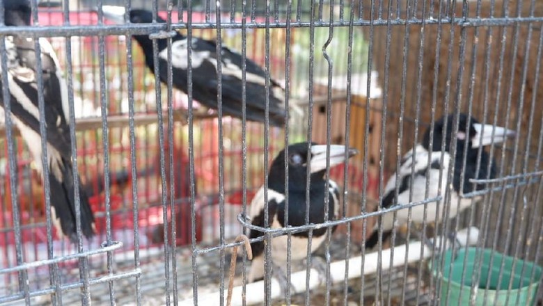 Penyelundupan Satwa Langka dari Papua Digagalkan Penyelundupan Satwa Langka dari Papua Digagalkan