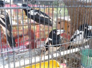 Penyelundupan Satwa Langka dari Papua Digagalkan