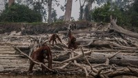 Kebakaran hutan yang masih terjadi dikhawatirkan akan membuat semakin banyak satwa yang masuk ke kebun warga. Tidak ada pilihan bagi satwa selain mengungsi ke tempat yang aman dari kebakaran lahan.