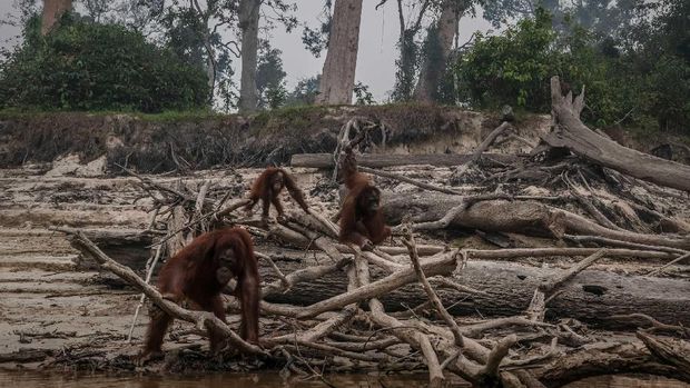 Karhutla Indonesia Berimbas ke Tetangga, Disorot Media Asing