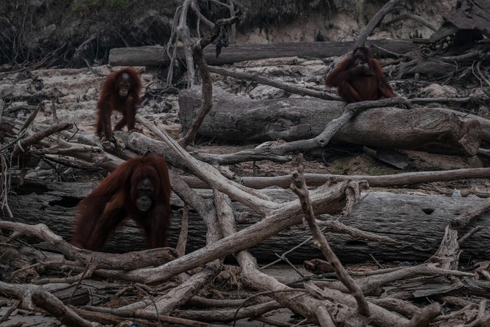 PALANGKARAYA, INDONESIA - SEPTEMBER 15: Borneo orangutans (Pongo pygmaeus) are seen in Salat island as haze from the forest fires blanket the area at Marang on September 15, 2019 in the outskirts of Palangkaraya, Central Kalimantan, Indonesia. Illegal blazes to clear land for agricultural plantations have raged across Indonesias Sumatra and Borneo islands as recent satellite data showed that the number of forest fires have jumped sharply, adding concerns on the smog across South-East Asia and the impact of increasing wildfires outbreaks worldwide due to global warming.  (Photo by Ulet Ifansasti/Getty Images)