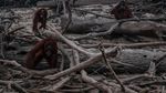 Miris! Karhutla Kalimantan Bikin Orangutan Tak Punya Rumah