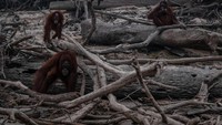 Orangutan Kalimantan (Pongo pygmaeus) terlihat di Pulau Salat saat kabut dari kebakaran hutan menyelimuti area di Marang pada 15 September 2019 di pinggiran Palangkaraya, Kalimantan Tengah, Indonesia.