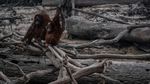 Miris! Karhutla Kalimantan Bikin Orangutan Tak Punya Rumah