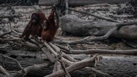 Kebakaran hutan ilegal untuk membuka lahan perkebunan pertanian di seluruh pulau Sumatera dan Kalimantan Indonesia itu terpantau dari data satelit baru-baru ini jumlahnya semakin meluas dan melonjak tajam. Hal ini semakin menambah kekhawatiran pada kabut asap di Asia Tenggara dan dampak meningkatnya wabah kebakaran hutan di seluruh dunia untuk pemanasan global.
