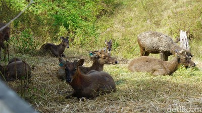 Foto: Rusa-rusa Gagah Ikon Ibu Kota Baru