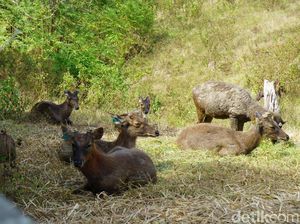 Foto: Rusa-rusa Gagah Ikon Ibu Kota Baru