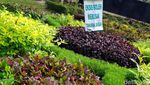 Foto: Taman Bunga Cantik di Jantung Ibu Kota Baru